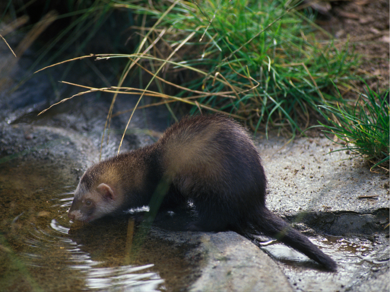 Ein Frettchen trinkt Wasser an einem flachen Ufer.