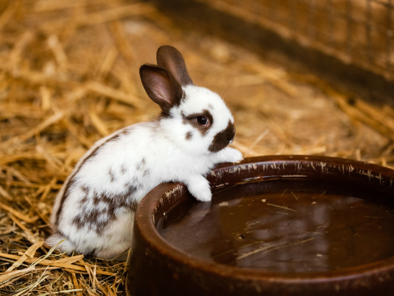 Kleines weißes Kaninchen trink Wasser aus einer Schale.