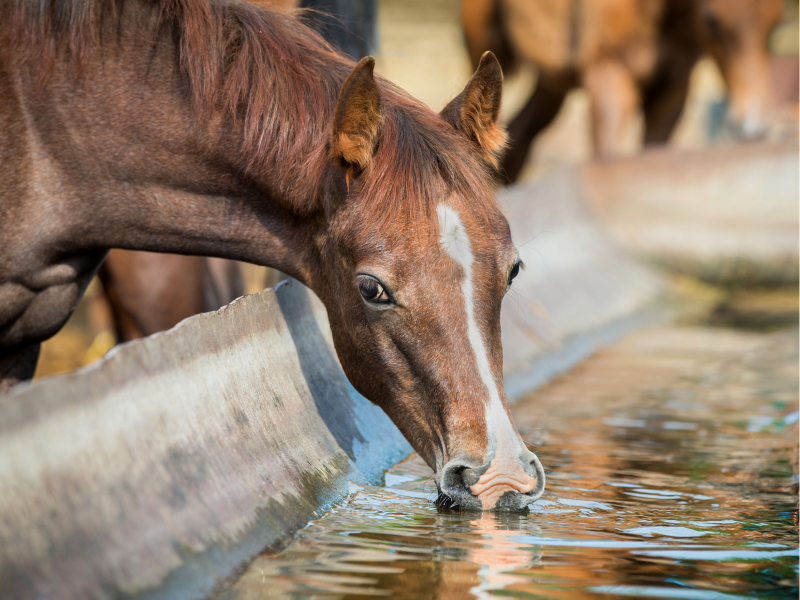 Ein Pferd trink Wasser aus einer Tränke.