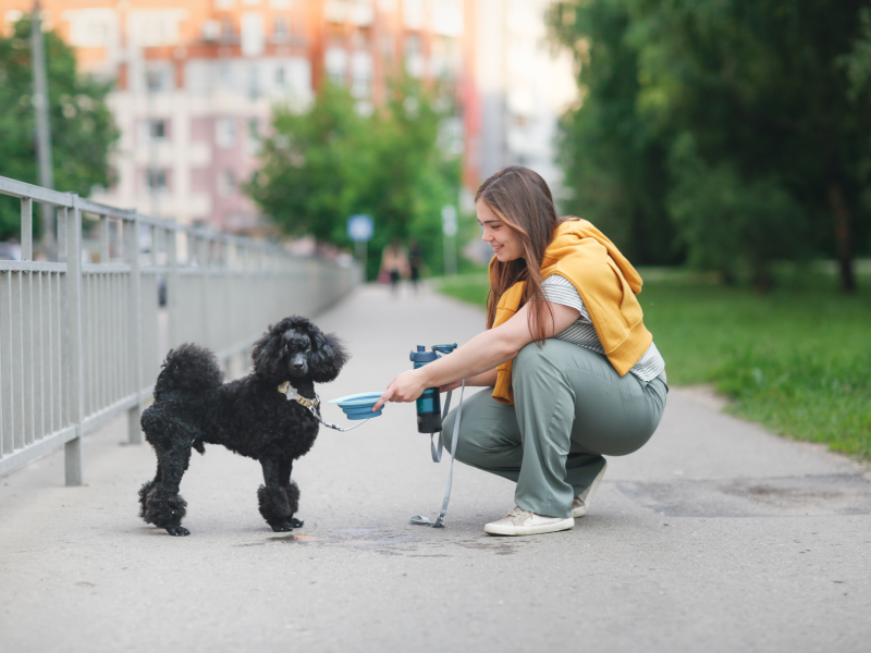 Eine Frau gibt ihrem Hund Mineralwasser in einer kleinen Schale.