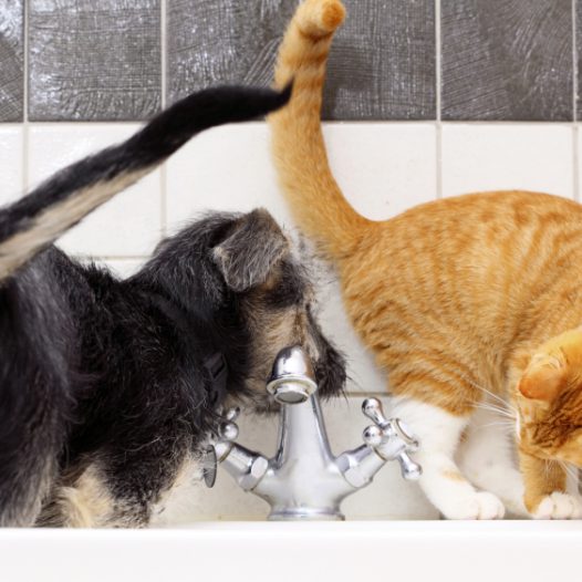 Ein Hund und eine Katze spielen zusammen an einem Wasserhahn.