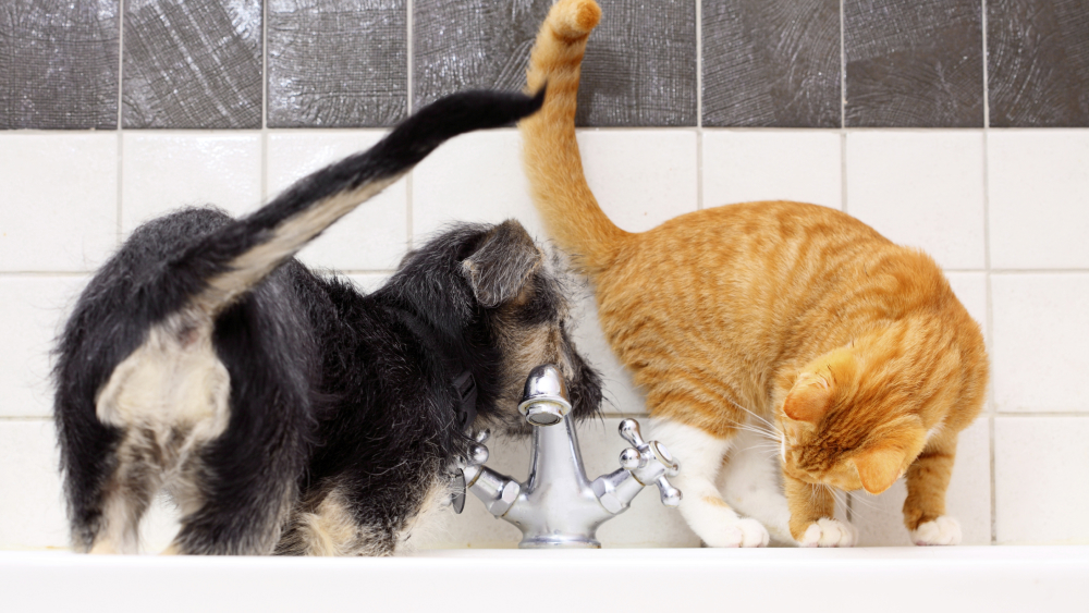Ein Hund und eine Katze spielen zusammen an einem Wasserhahn.