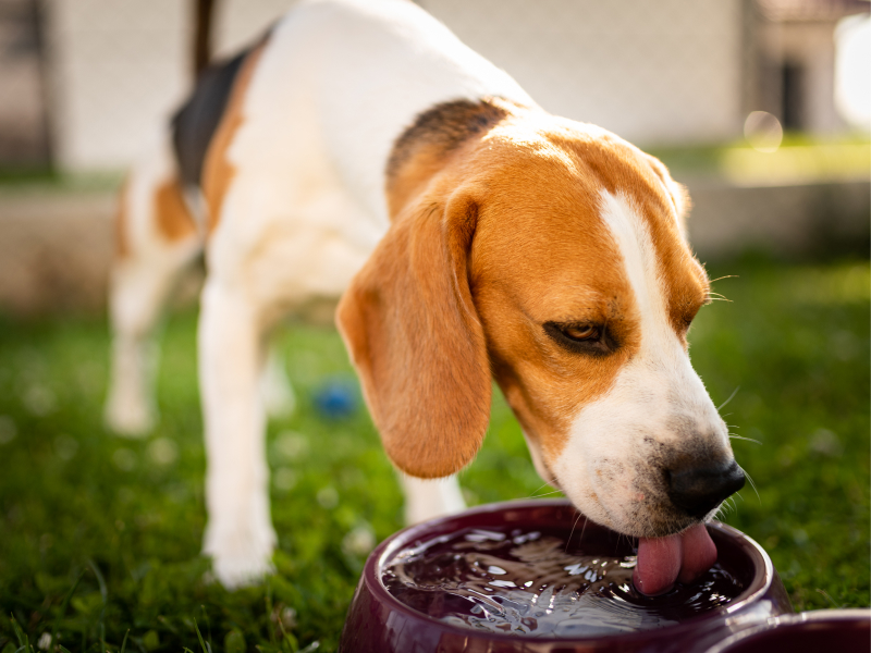 Ein Beagle trinkt Wasser aus einem Napf.