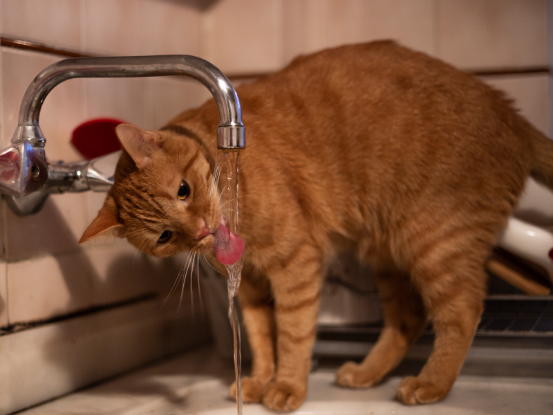 Eine Katze trinkt an einem laufenden Wasserhahn.