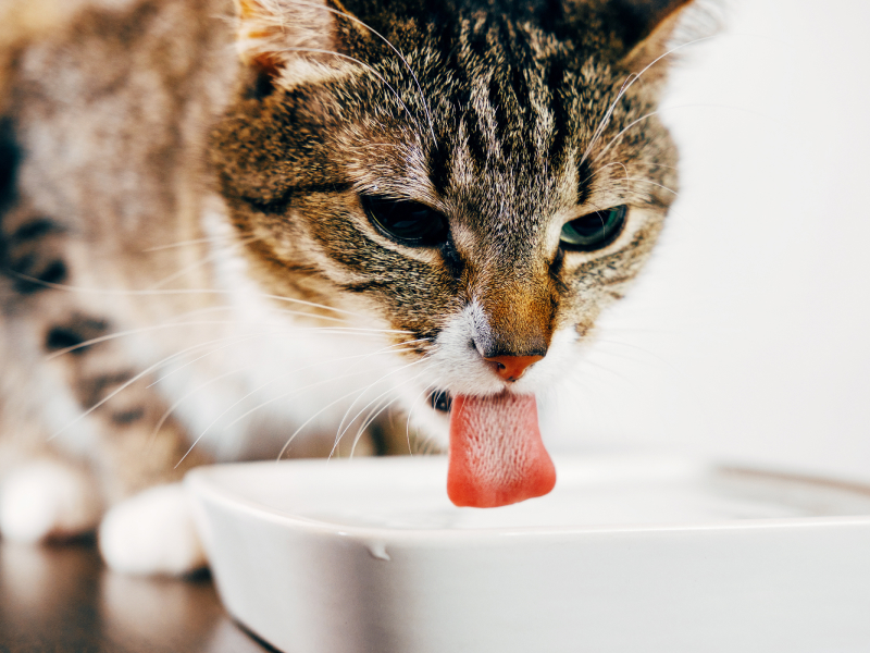 Eine Katze trinkt Wasser aus einem Napf.