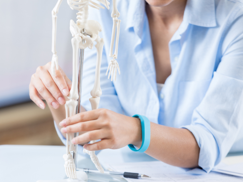 Ärztin untersucht ein Skelett-Modell.