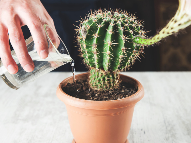 Männliche Hand gießt einen kleinen Kaktus mit Wasser aus dem Glas.
