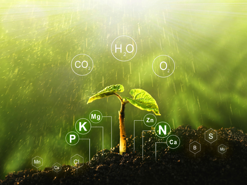 Mineralstoffbedarf der Pflanzen für Entwicklung und Wachstum.