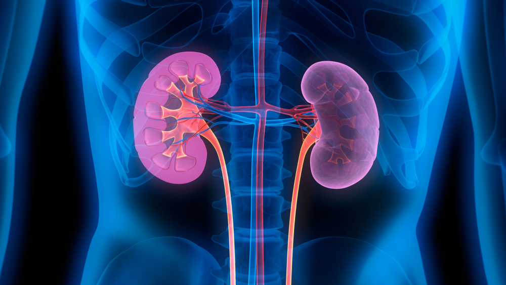Medizinische Illustration der menschlichen Nieren im Körper.